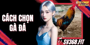 Hướng Dẫn Cách Chọn Gà Đá Đẹp Mà Mọi Kê Thủ Cần Biết