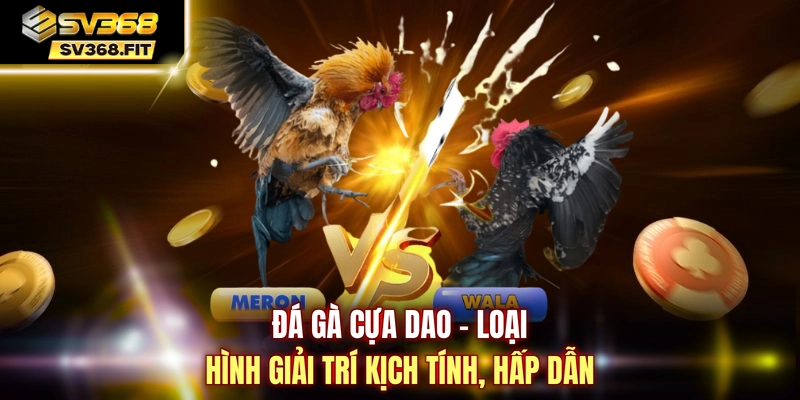 Đá gà cựa dao - Loại hình giải trí kịch tính, hấp dẫn