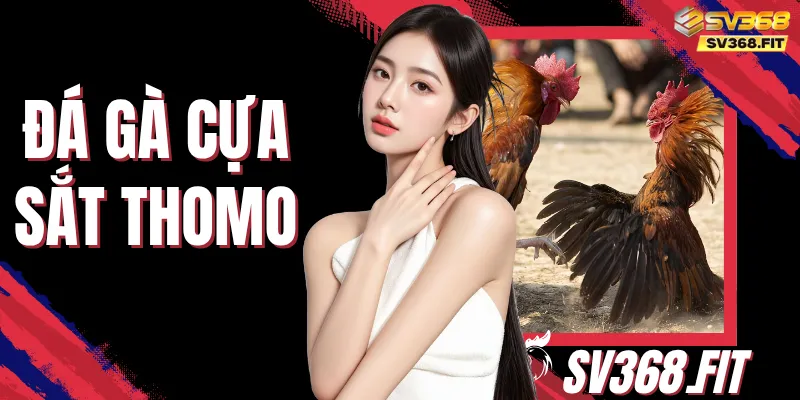 Đá Gà Cựa Sắt Thomo Cùng Tiêu Chí Theo Dõi Chuẩn Xác 100%