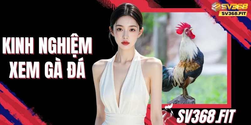 Kinh Nghiệm Xem Gà Đá - Cách Đánh Giá Chiến Kê Chuẩn Xác