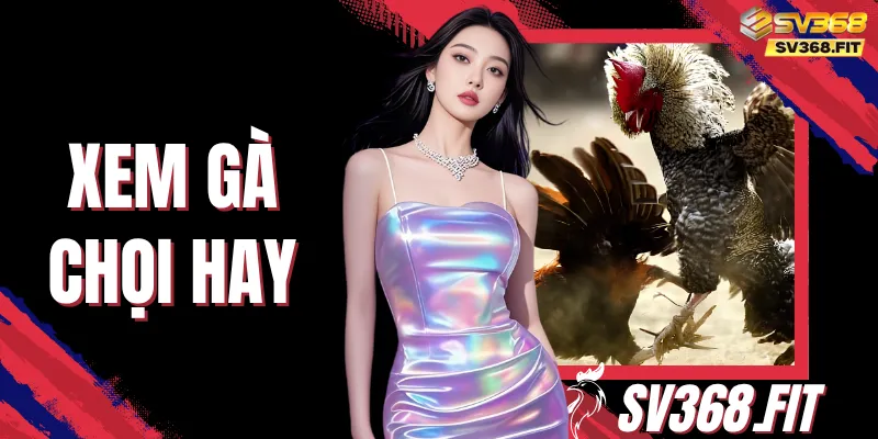 Xem Gà Chọi Hay - Nhận Biết Tướng Mạo Và Mẹo Nuôi Dưỡng